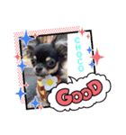 チワワのCHOCOスタンプ（個別スタンプ：6）