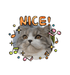 すこ⭐ねこ⭐りつ（個別スタンプ：1）