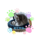 すこ⭐ねこ⭐りつ（個別スタンプ：2）