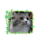 すこ⭐ねこ⭐りつ（個別スタンプ：3）