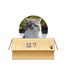 すこ⭐ねこ⭐りつ（個別スタンプ：7）