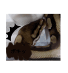 蛇のキャロちゃん達のスタンプ2（個別スタンプ：16）