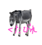 LOVE DONKEY（個別スタンプ：6）