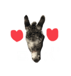 LOVE DONKEY（個別スタンプ：8）