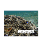 2020あの日の385島（個別スタンプ：36）