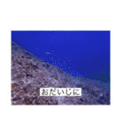 2020あの日の385島（個別スタンプ：38）
