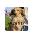耳たれワンコのダックス三兄弟❤︎第二弾（個別スタンプ：3）