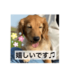 耳たれワンコのダックス三兄弟❤︎第二弾（個別スタンプ：5）