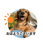 耳たれワンコのダックス三兄弟❤︎第二弾（個別スタンプ：6）