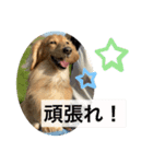 耳たれワンコのダックス三兄弟❤︎第二弾（個別スタンプ：7）