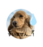 耳たれワンコのダックス三兄弟❤︎第二弾（個別スタンプ：8）