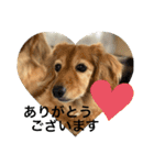 耳たれワンコのダックス三兄弟❤︎第二弾（個別スタンプ：9）