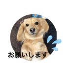 耳たれワンコのダックス三兄弟❤︎第二弾（個別スタンプ：10）