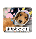 耳たれワンコのダックス三兄弟❤︎第二弾（個別スタンプ：12）