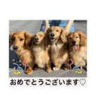 耳たれワンコのダックス三兄弟❤︎第二弾（個別スタンプ：13）