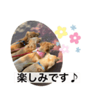 耳たれワンコのダックス三兄弟❤︎第二弾（個別スタンプ：15）