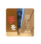 ぎんたのスタンプ①（個別スタンプ：7）