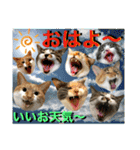 ねねこ猫ねこ♡実写にゃんこ〜背景（個別スタンプ：1）