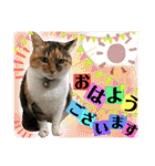 ねねこ猫ねこ♡実写にゃんこ〜背景（個別スタンプ：2）