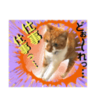 ねねこ猫ねこ♡実写にゃんこ〜背景（個別スタンプ：3）