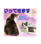 ねねこ猫ねこ♡実写にゃんこ〜背景（個別スタンプ：4）