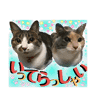 ねねこ猫ねこ♡実写にゃんこ〜背景（個別スタンプ：5）