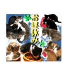 ねねこ猫ねこ♡実写にゃんこ〜背景（個別スタンプ：6）