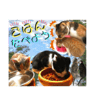 ねねこ猫ねこ♡実写にゃんこ〜背景（個別スタンプ：7）
