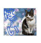 ねねこ猫ねこ♡実写にゃんこ〜背景（個別スタンプ：9）