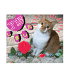 ねねこ猫ねこ♡実写にゃんこ〜背景（個別スタンプ：10）