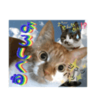 ねねこ猫ねこ♡実写にゃんこ〜背景（個別スタンプ：11）