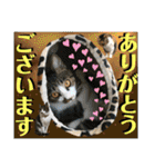 ねねこ猫ねこ♡実写にゃんこ〜背景（個別スタンプ：12）