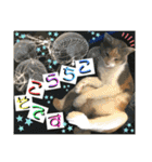 ねねこ猫ねこ♡実写にゃんこ〜背景（個別スタンプ：14）