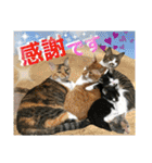 ねねこ猫ねこ♡実写にゃんこ〜背景（個別スタンプ：15）
