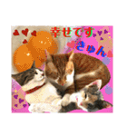 ねねこ猫ねこ♡実写にゃんこ〜背景（個別スタンプ：16）