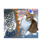 ねねこ猫ねこ♡実写にゃんこ〜背景（個別スタンプ：17）