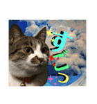 ねねこ猫ねこ♡実写にゃんこ〜背景（個別スタンプ：18）