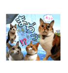 ねねこ猫ねこ♡実写にゃんこ〜背景（個別スタンプ：19）