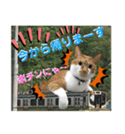 ねねこ猫ねこ♡実写にゃんこ〜背景（個別スタンプ：21）
