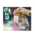 ねねこ猫ねこ♡実写にゃんこ〜背景（個別スタンプ：22）