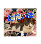 ねねこ猫ねこ♡実写にゃんこ〜背景（個別スタンプ：23）