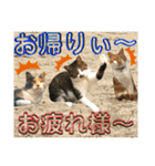 ねねこ猫ねこ♡実写にゃんこ〜背景（個別スタンプ：24）