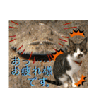 ねねこ猫ねこ♡実写にゃんこ〜背景（個別スタンプ：25）