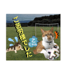 ねねこ猫ねこ♡実写にゃんこ〜背景（個別スタンプ：26）