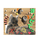 ねねこ猫ねこ♡実写にゃんこ〜背景（個別スタンプ：27）