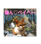 ねねこ猫ねこ♡実写にゃんこ〜背景（個別スタンプ：28）