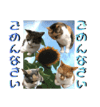ねねこ猫ねこ♡実写にゃんこ〜背景（個別スタンプ：29）
