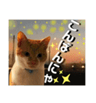 ねねこ猫ねこ♡実写にゃんこ〜背景（個別スタンプ：30）