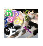 ねねこ猫ねこ♡実写にゃんこ〜背景（個別スタンプ：31）