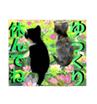 ねねこ猫ねこ♡実写にゃんこ〜背景（個別スタンプ：32）